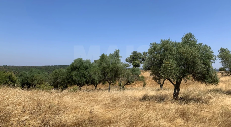Terreno para Venda em Santiago do Cacém, Santa Cruz e São Bartolomeu da Serra Foto 11