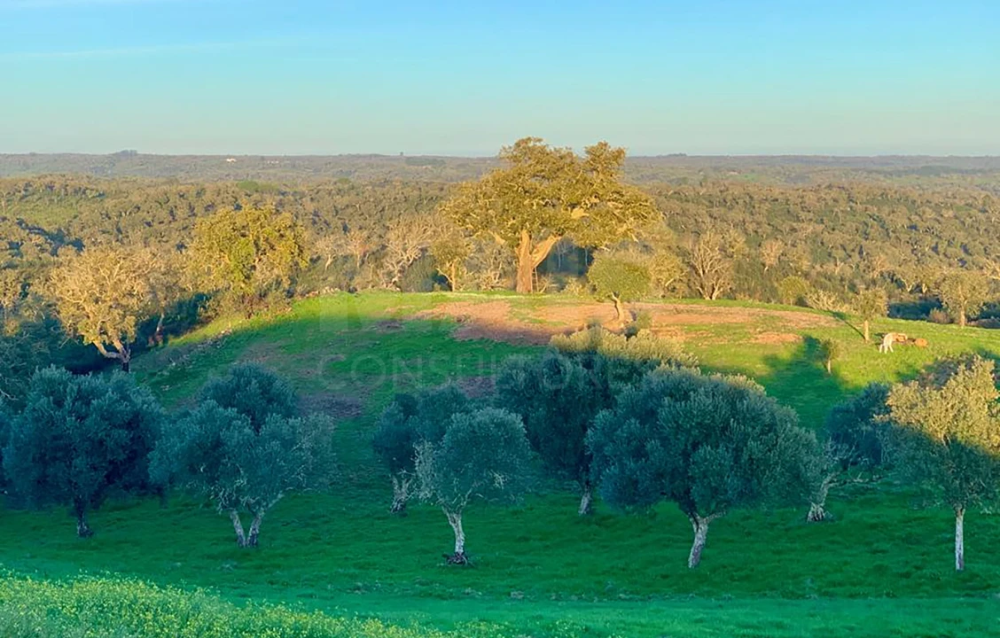 Terreno para Venda em Santiago do Cacém, Santa Cruz e São Bartolomeu da Serra Foto 6