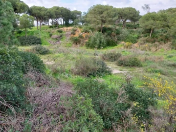 Terreno para Venda em Almancil