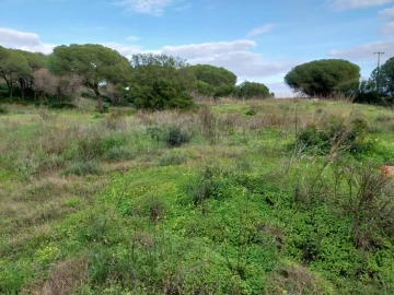 Terreno para Venda em Almancil