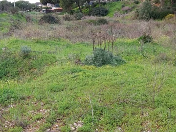 Terreno para Venda em Almancil