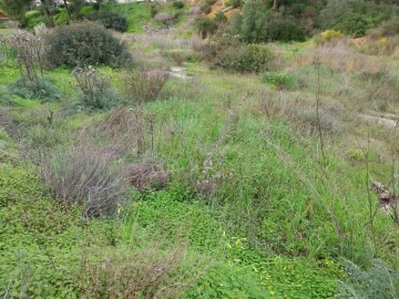 Terreno para Venda em Almancil