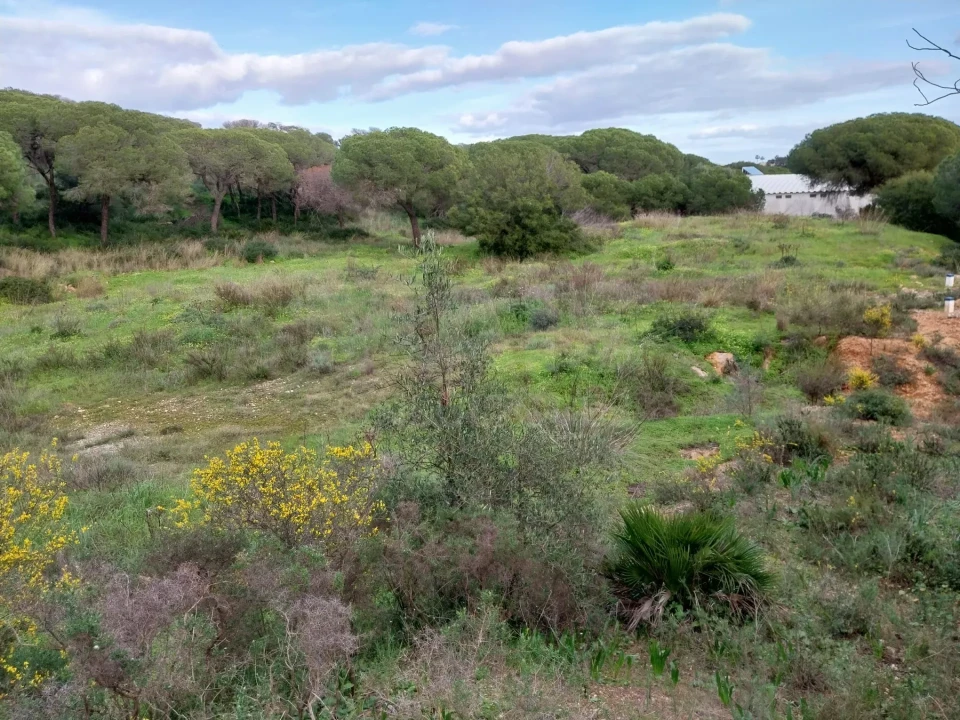 Terreno para Venda em Almancil Foto 6