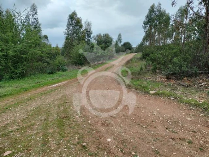 Terreno para Venda em Terena (São Pedro) Foto 5