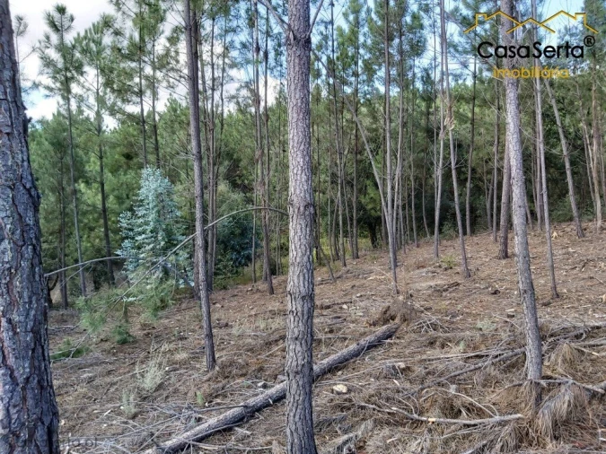 Terreno para Venda em Sertã Foto 6