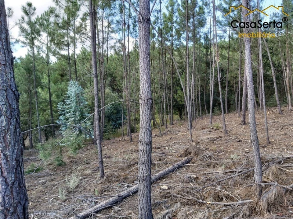 Terreno para Venda em Sertã Foto 6
