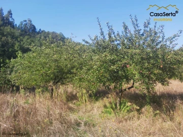 Terreno para Venda em Sertã