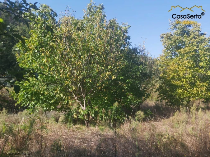 Terreno para Venda em Sertã Foto 8
