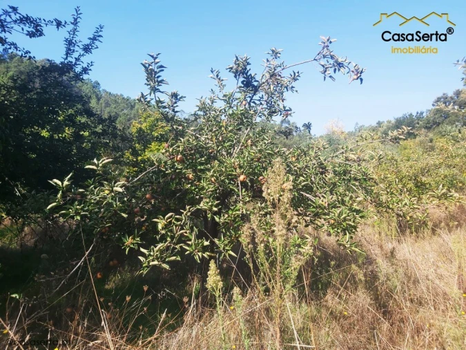 Terreno para Venda em Sertã Foto 11
