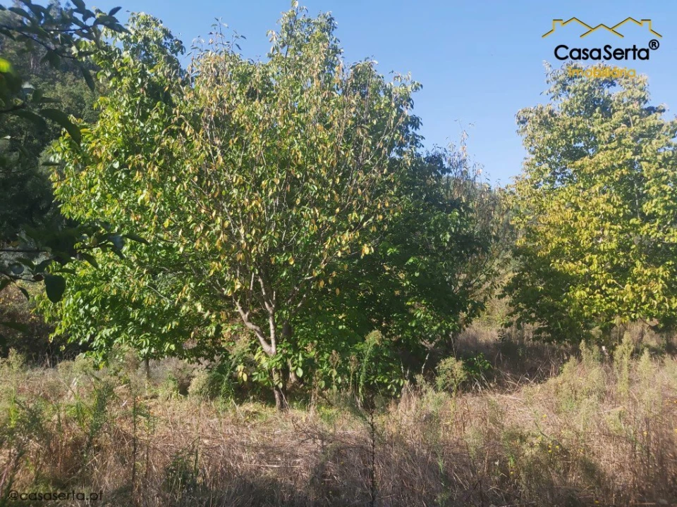 Terreno para Venda em Sertã Foto 8