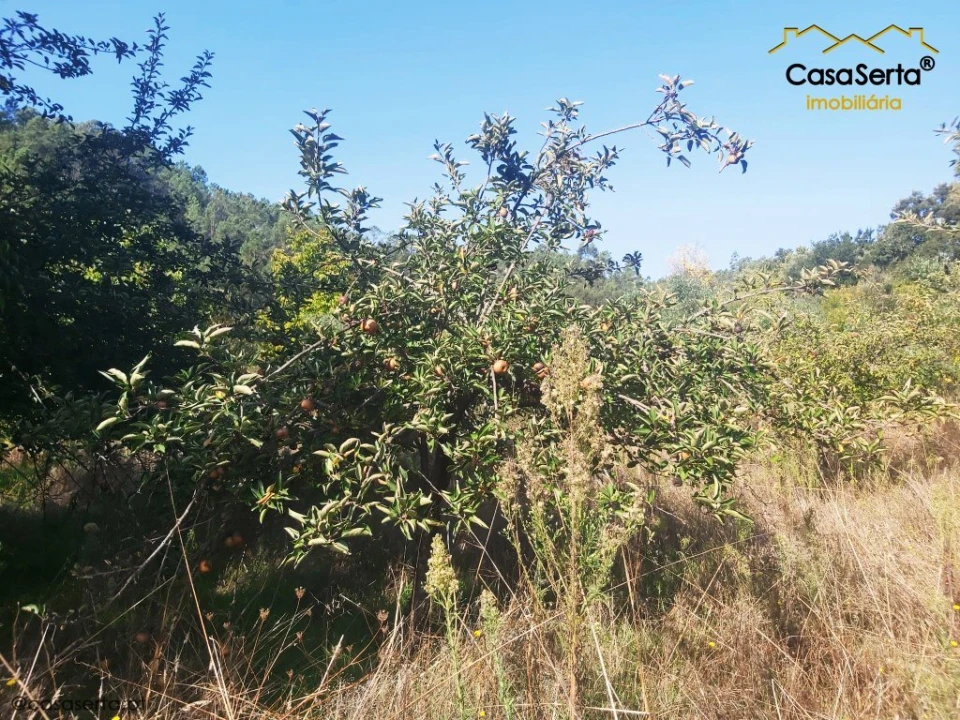 Terreno para Venda em Sertã Foto 11