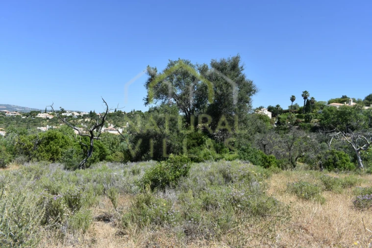 Terreno Agricola ou Rústico para Venda em Loule (São Clemente) Foto 3