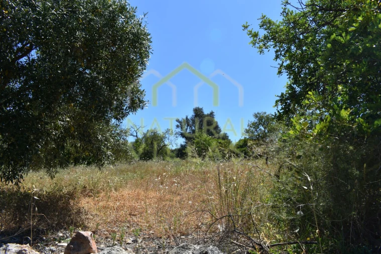 Terreno Agricola ou Rústico para Venda em Loule (São Clemente) Foto 6