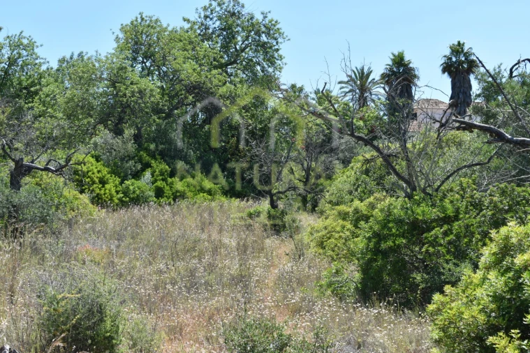 Terreno Agricola ou Rústico para Venda em Loule (São Clemente) Foto 12