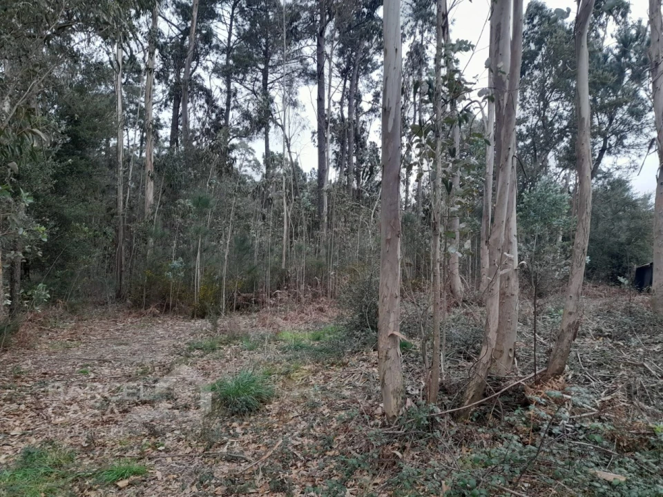 Terreno para Venda em Cristelo Foto 1