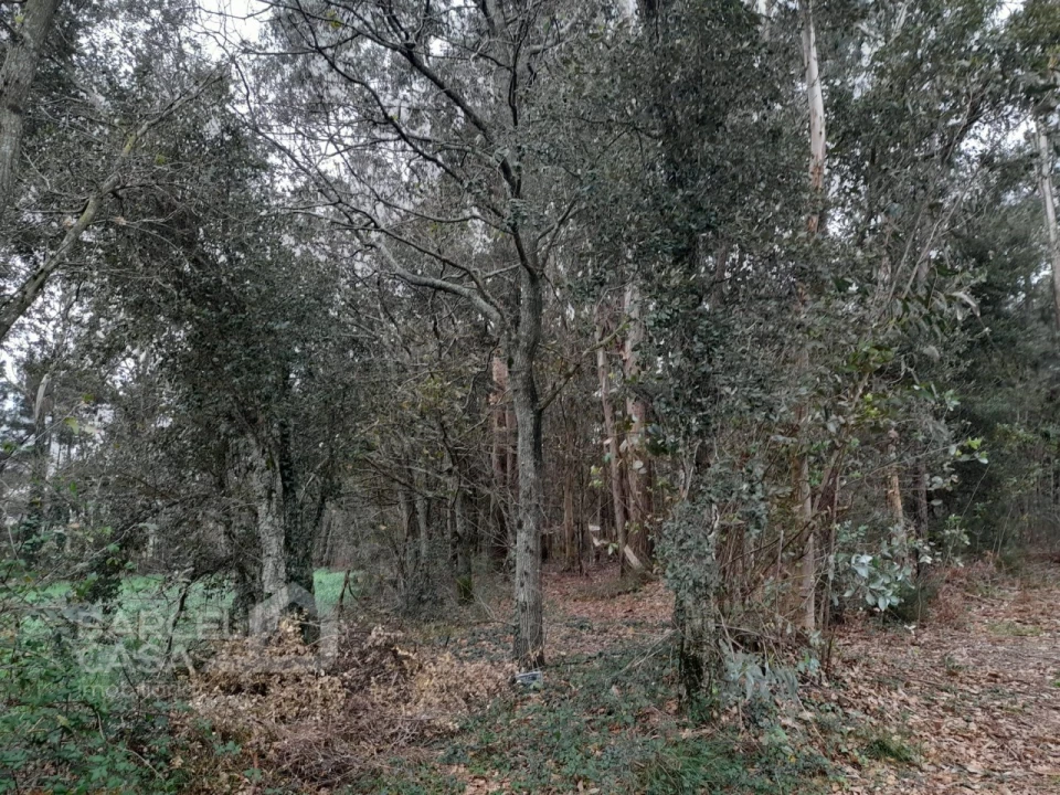 Terreno para Venda em Cristelo Foto 2