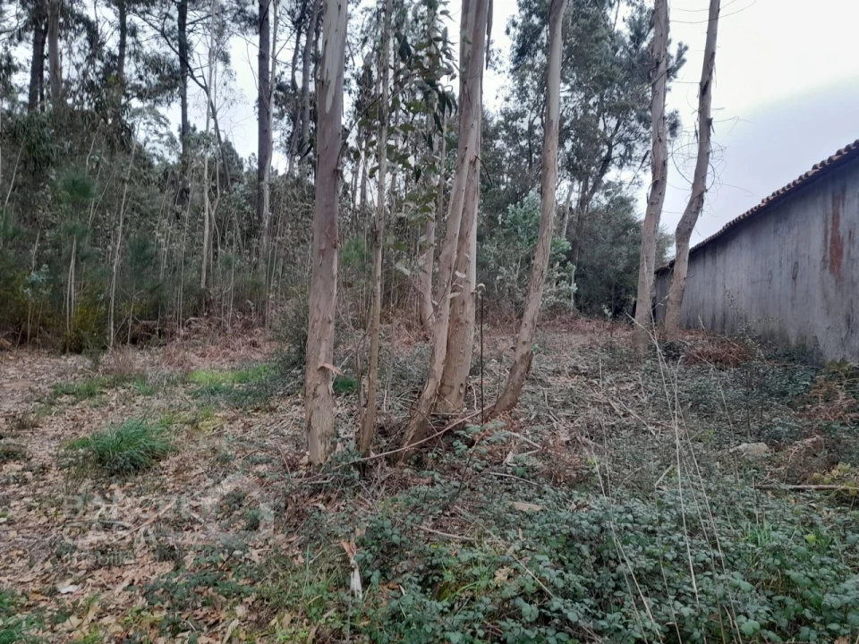 Terreno para Venda em Cristelo Foto 3