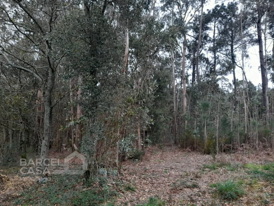 Terreno para Venda em Cristelo Foto 5