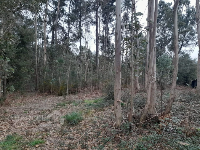Terreno para Venda em Cristelo Foto 1