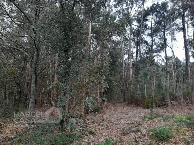 Terreno para Venda em Cristelo Foto 5