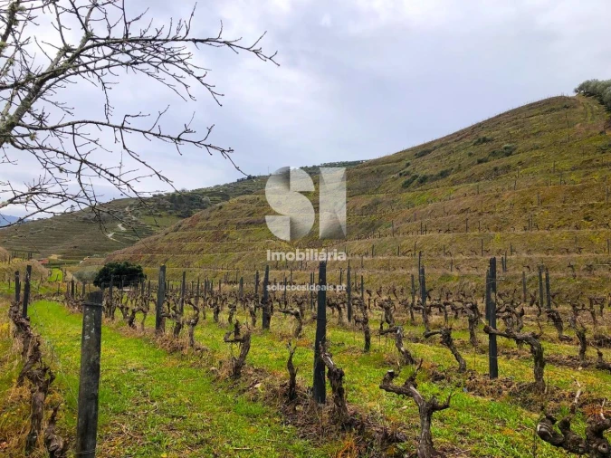 Terreno para Venda em Candedo Foto 21