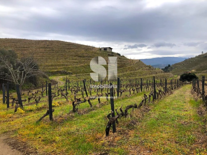 Terreno para Venda em Candedo Foto 22