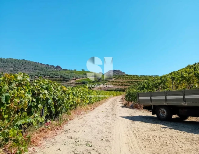 Terreno para Venda em Candedo Foto 31