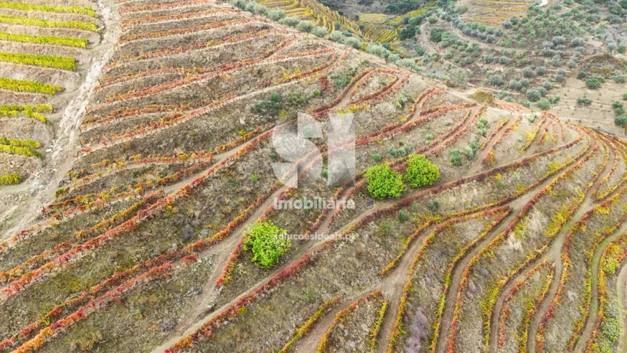 Terreno para Venda em Candedo Foto 38