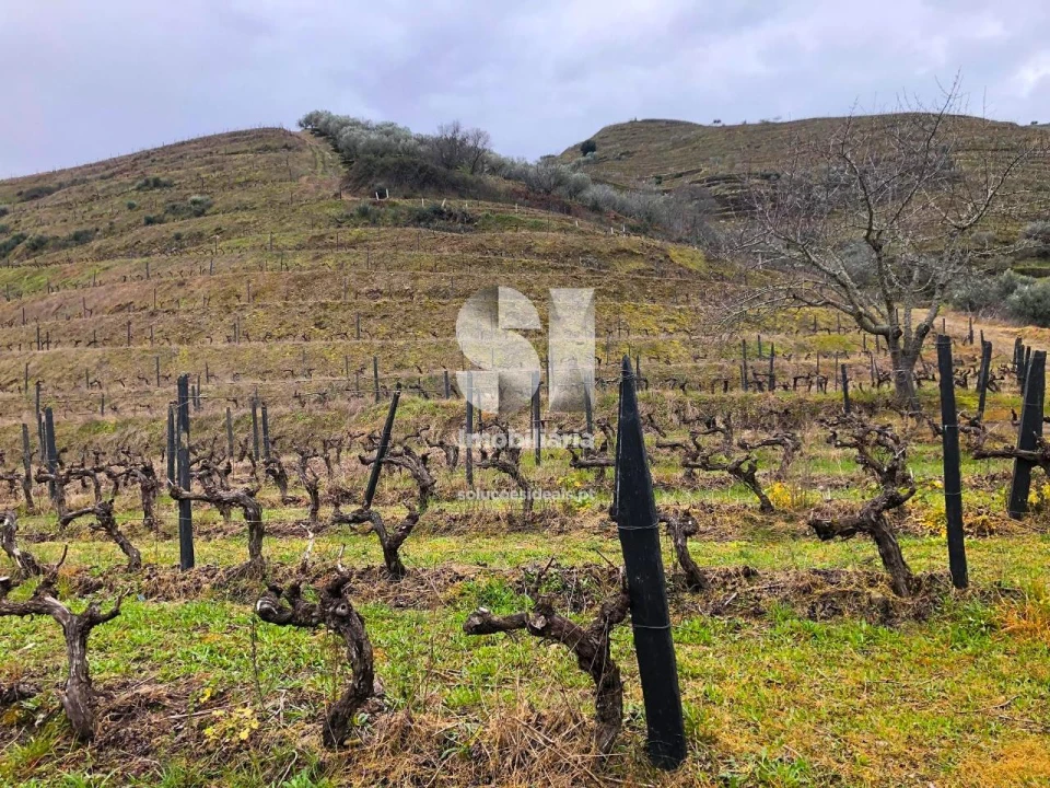 Terreno para Venda em Candedo Foto 20