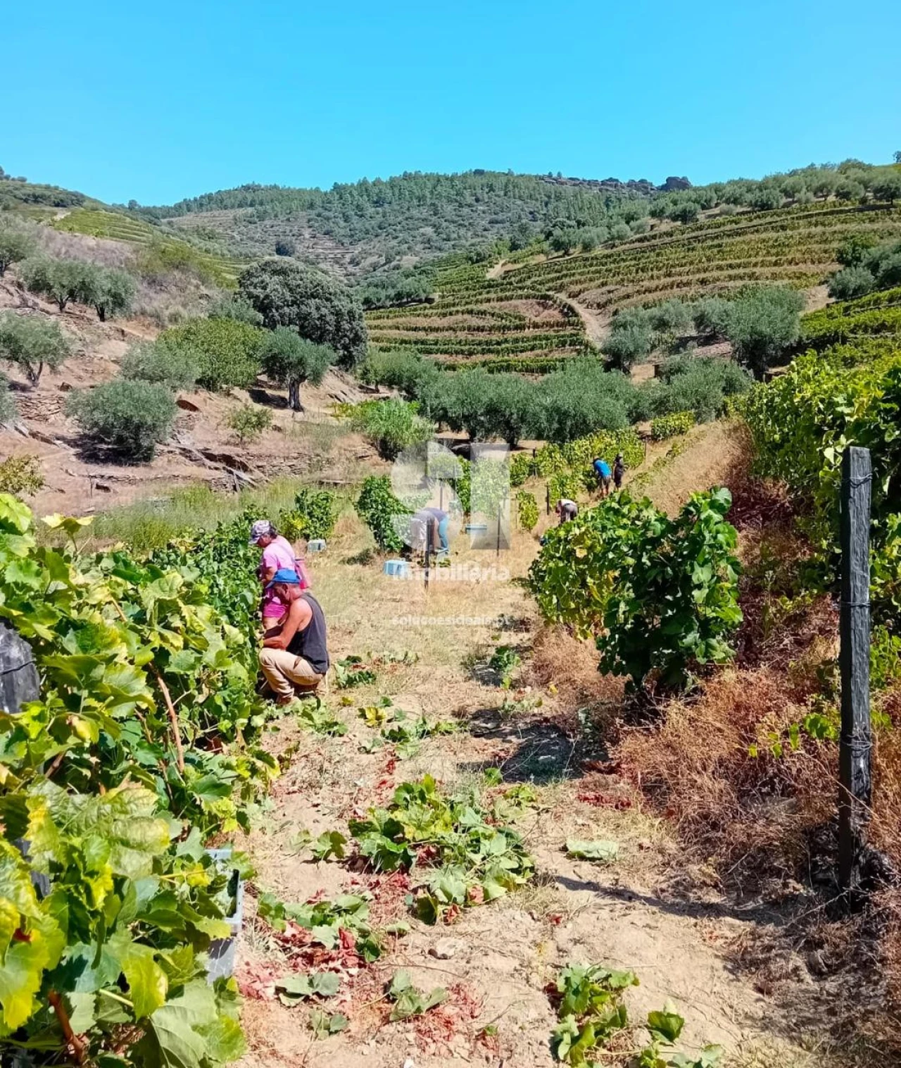 Terreno para Venda em Candedo Foto 30
