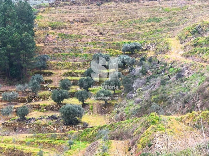 Terreno para Venda em Candedo Foto 7