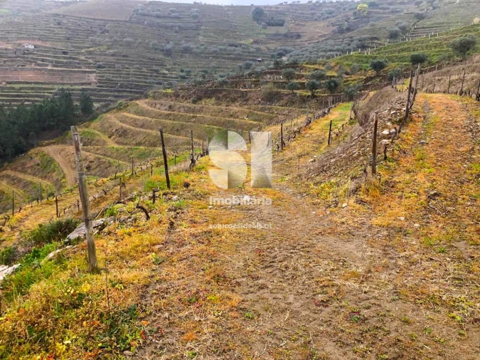 Terreno para Venda em Candedo Foto 15