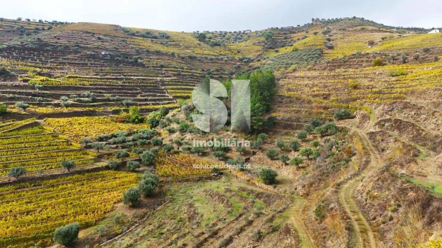 Terreno para Venda em Candedo Foto 27