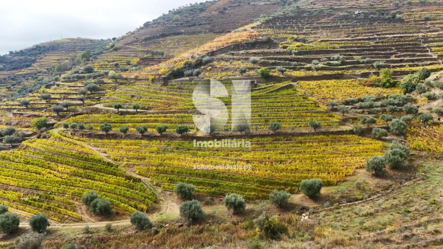 Terreno para Venda em Candedo Foto 28