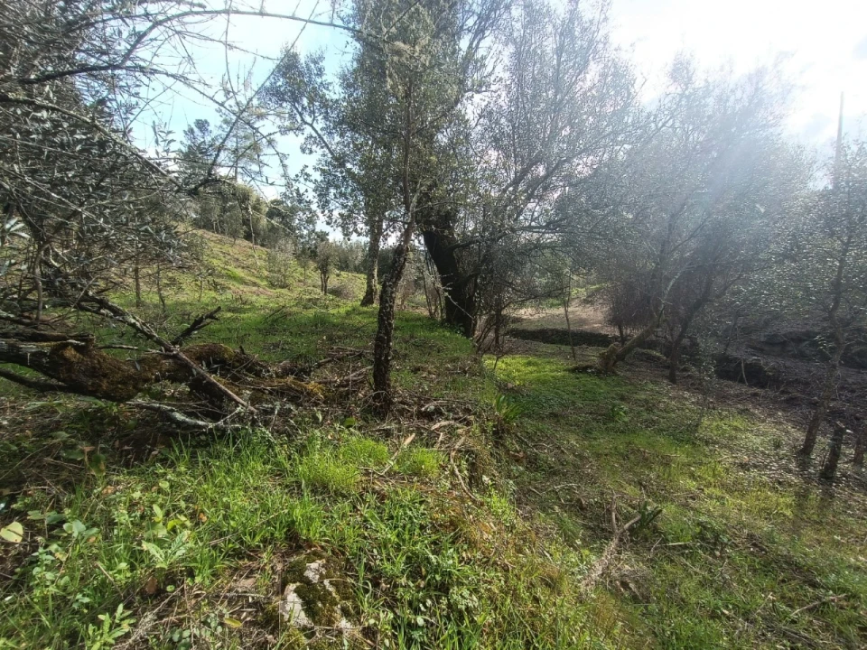 Quinta T3 para Venda em Santiago de Montalegre Foto 34