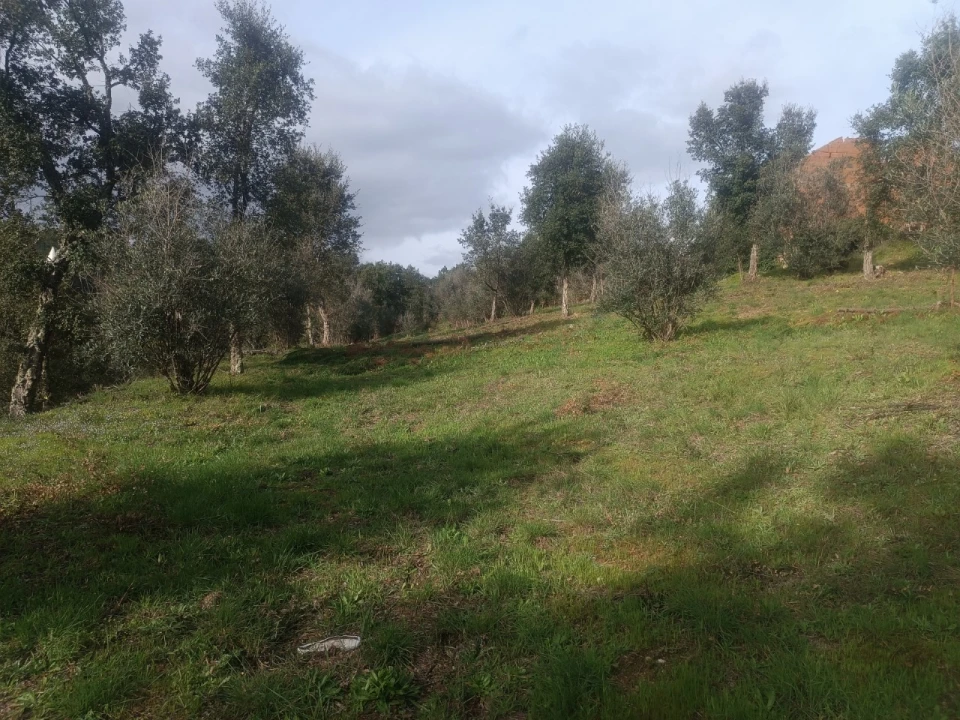 Quinta T3 para Venda em Santiago de Montalegre Foto 36