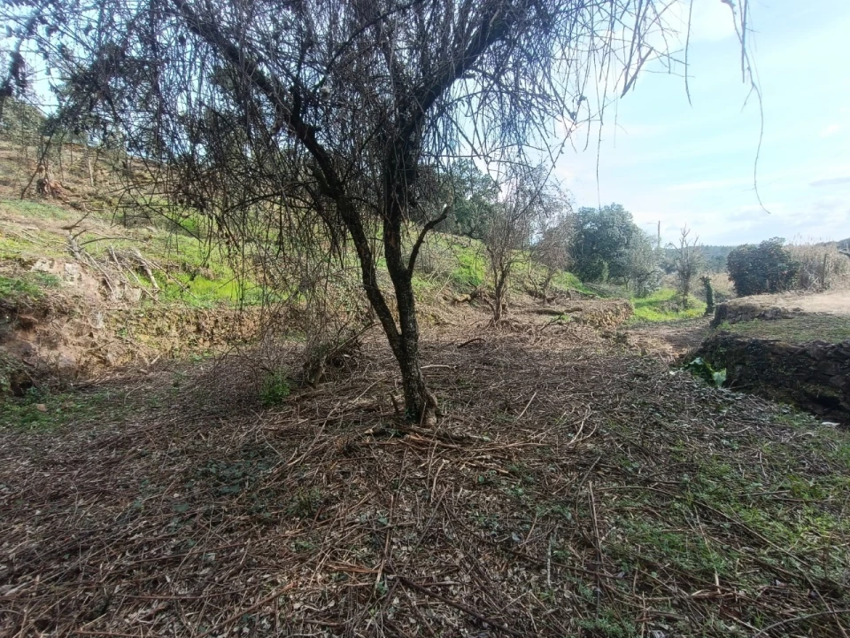 Quinta T3 para Venda em Santiago de Montalegre Foto 37