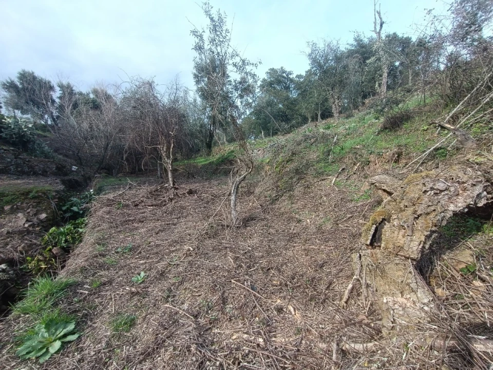 Quinta T3 para Venda em Santiago de Montalegre Foto 43