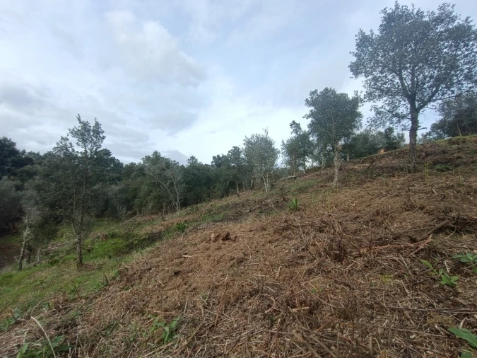 Quinta T3 para Venda em Santiago de Montalegre Foto 44