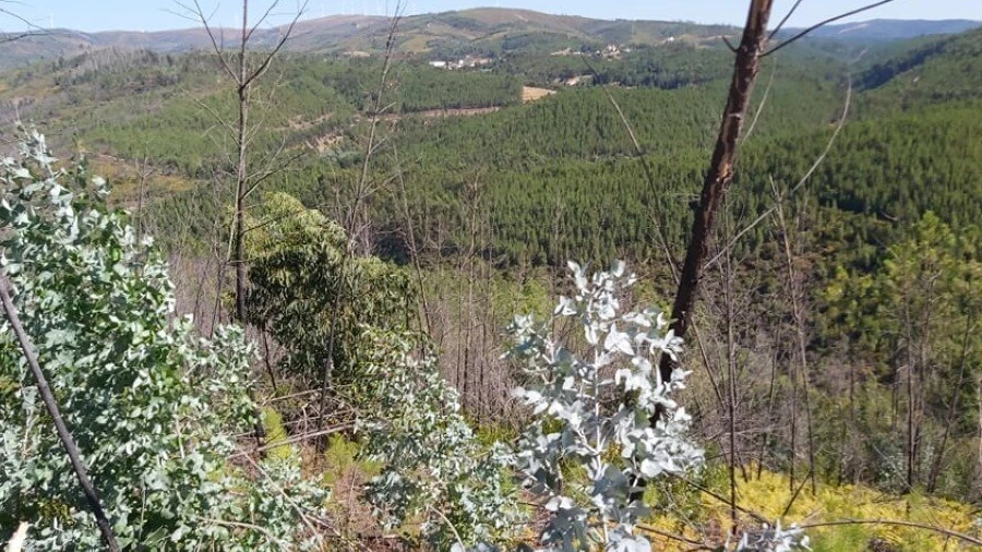 Terreno para Venda em Mosteiro