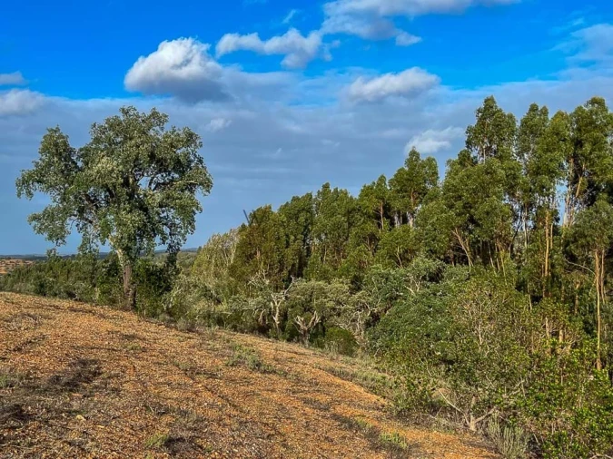 Terreno para Venda em Portel Foto 17