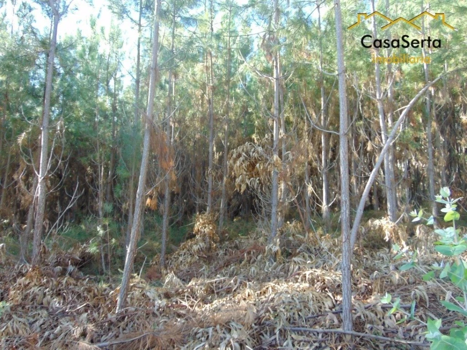 Terreno para Venda em Sertã Foto 11
