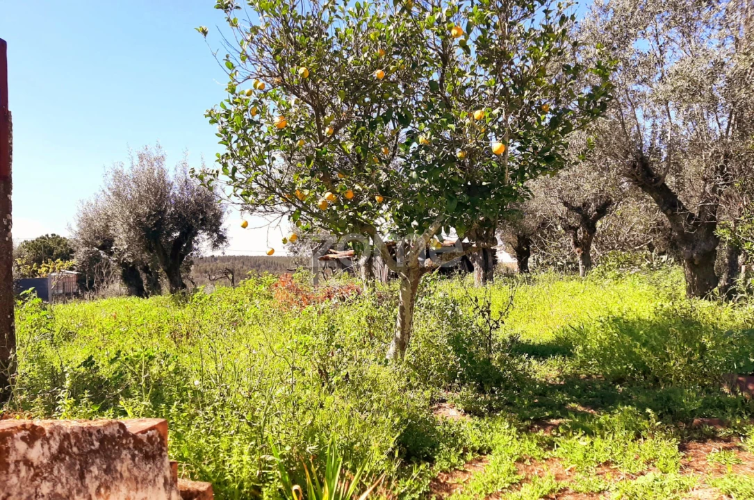 Moradia T4 para Venda em São Miguel do Rio Torto e Rossio Ao Sul do Tejo Foto 9