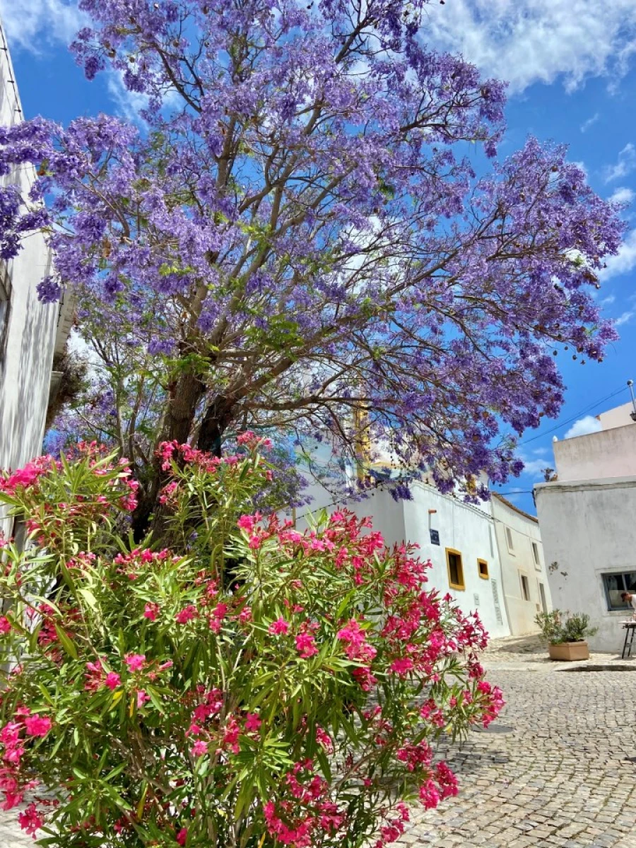 Apartamento T2 para Venda em Conceição e Estoi Foto 19