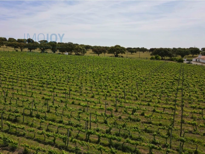 Quinta T4 para Venda em Avis Foto 39