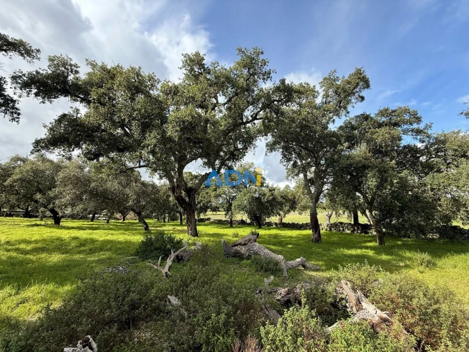Terreno para Venda em Castelo Branco Foto 20