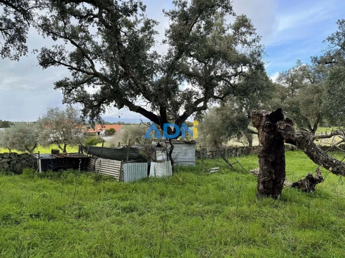 Terreno para Venda em Castelo Branco Foto 9