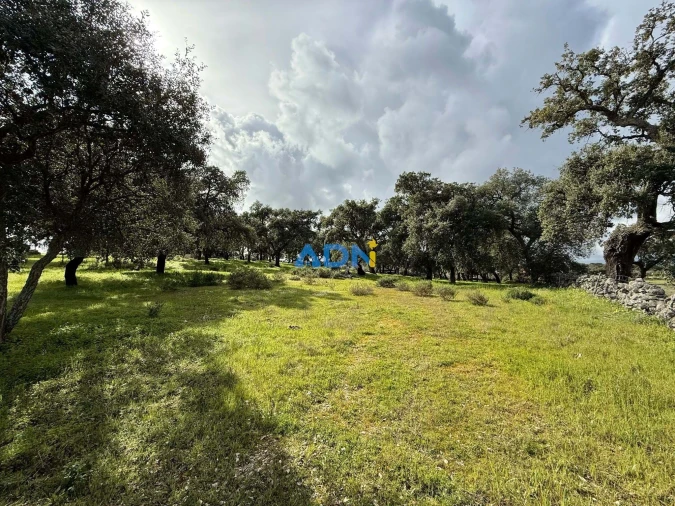 Terreno para Venda em Castelo Branco Foto 1