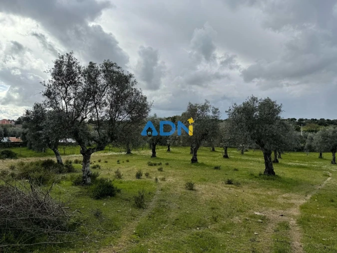 Terreno para Venda em Castelo Branco Foto 10