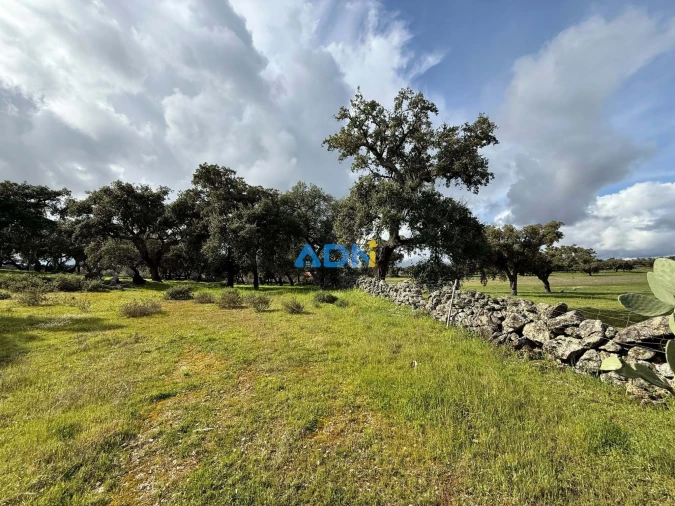 Terreno para Venda em Castelo Branco Foto 3